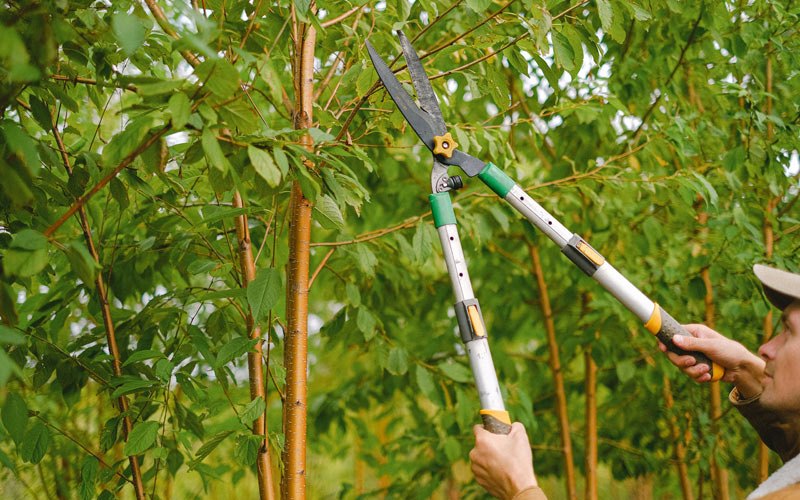 Tree trimming in Paullina, IA